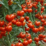 Maryina gaj paradajz